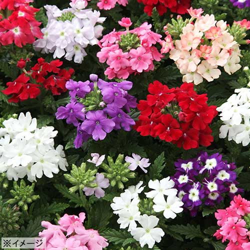 タキイ種苗 草花 美女桜 バーベナ 種子