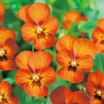 楽天市場】種 ビオラ F1タイガーアイ オレンジ 1袋【タキイ種苗