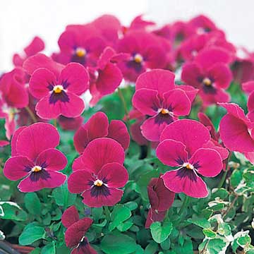 楽天市場 タキイ種苗 草花 種子 ビオラ F1ビビ ヘブンリーブルー タネのタキイ 楽天市場店