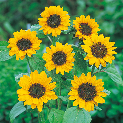 楽天市場】種 矮性（ミニ）ひまわりF1スマイルラッシュ 1袋【タキイ