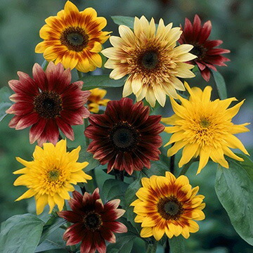 楽天市場】種 ひまわり コレクション 1袋【タキイ種苗公式】春まき