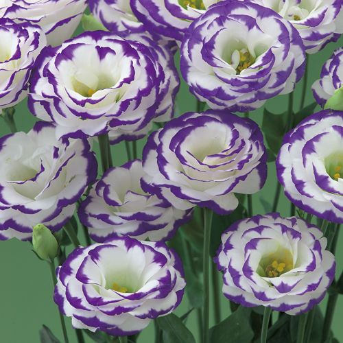 マーコ クレイフラワー　オルレア　トルコ桔梗 マーコ様 専用 クレイフラワー オルレア トルコ桔梗