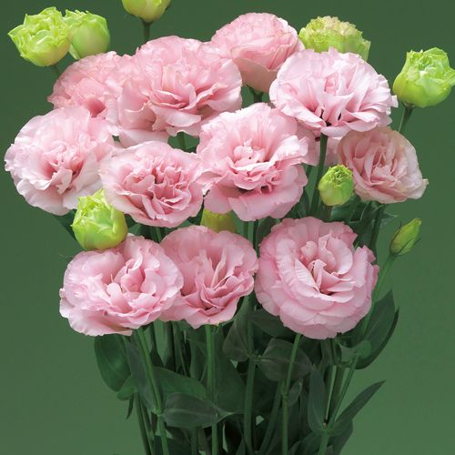 楽天市場】種 トルコキキョウ（ユーストマ）F1ミンクリップス 1