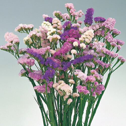 ❇️スターチス デュモサ❣️2種類 ❇️ハイブリッドスターチス❣️ 2種類 ハイブリッドスターチス | 花屋