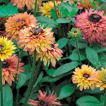 楽天市場 タキイ種苗 草花 種子 エキナセア パラディソ ミックス タネのタキイ 楽天市場店