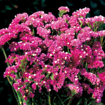 楽天市場】スターチス ラベンダーカラー 15本 【 国産 自社乾燥 ドライ