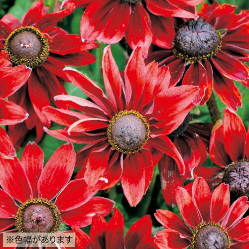 楽天市場 タキイ種苗 草花 種子 エキナセア パラディソ ミックス タネのタキイ 楽天市場店