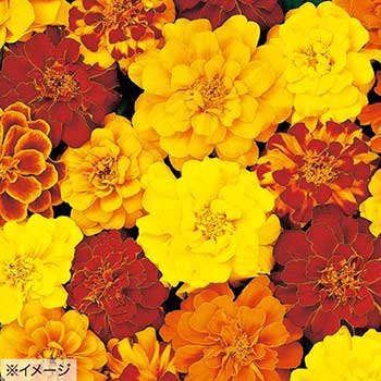 楽天市場 タキイ種苗 草花 種子 孔雀草 フレンチ マリーゴールド デュランゴ ミックス タネのタキイ 楽天市場店