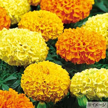 楽天市場】種 アフリカンマリーゴールド（万寿菊）ホワイトゴールド