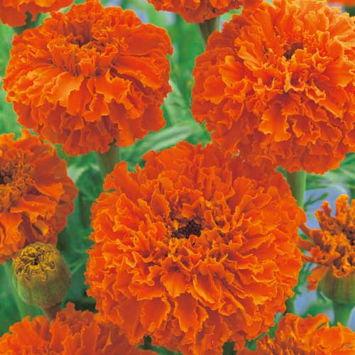 楽天市場】種 アフリカンマリーゴールド（万寿菊）ホワイトゴールド