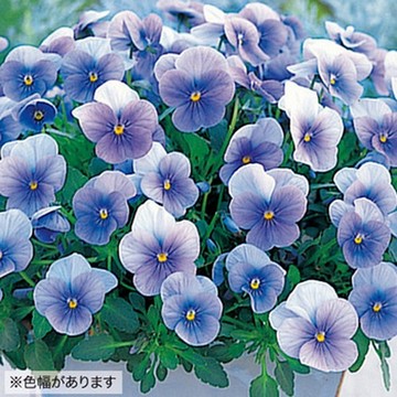 楽天市場 タキイ種苗 草花 種子 ビオラ F1ビビ ヘブンリーブルー タネのタキイ 楽天市場店