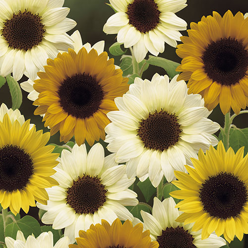 楽天市場】種 矮性（ミニ）ひまわり 徳用ミニひまわりF1スマイル