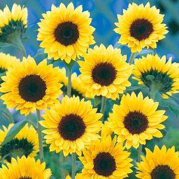 楽天市場】種 矮性（ミニ）ひまわりF1スマイルラッシュ 1袋【タキイ