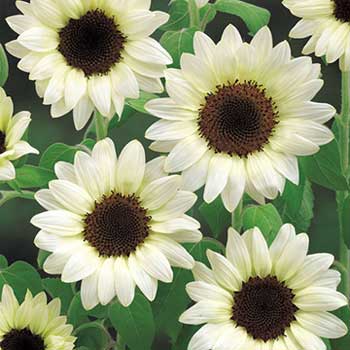 楽天市場】種 矮性（ミニ）ひまわりF1スマイルラッシュ 1袋【タキイ