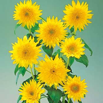 楽天市場 輸入種子 Mr Fothergill S Seeds Sunflower Sun King サンフラワー サン キング ミスター フォザーギルズシード Ivy