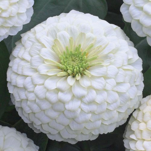 楽天市場 タキイ種苗 草花 種子 百日草 ジニア プチランド ホワイト タネのタキイ 楽天市場店 楽天市場 タキイ種苗 草花 種子 百日草 ジニア プチランド ホワイト タネのタキイ 楽天市場店