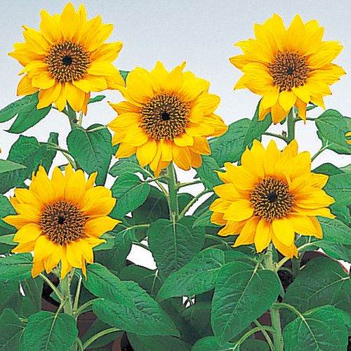 楽天市場】種 矮性（ミニ）ひまわりF1スマイルラッシュ 1袋【タキイ