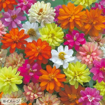 楽天市場】種 ジニア（百日草）ザハラダブルラズベリーリップル 1袋