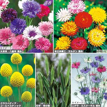 楽天市場 タキイ種苗 草花 種子 エキナセア パラディソ ミックス タネのタキイ 楽天市場店