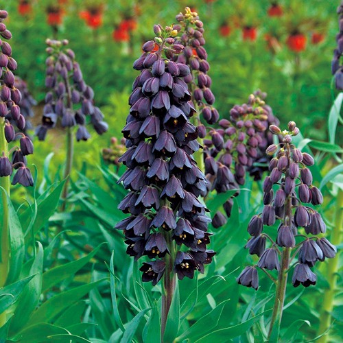 asakombu トリトマ苗 シラーブルーアロー 球根 フリチラリア球根 asakombu トリトマ苗 シラーブルーアロー 球根 フリチラリア球根