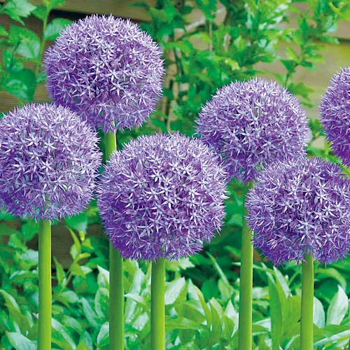 楽天市場】12月3日20時からのセール対象商品 アリアム