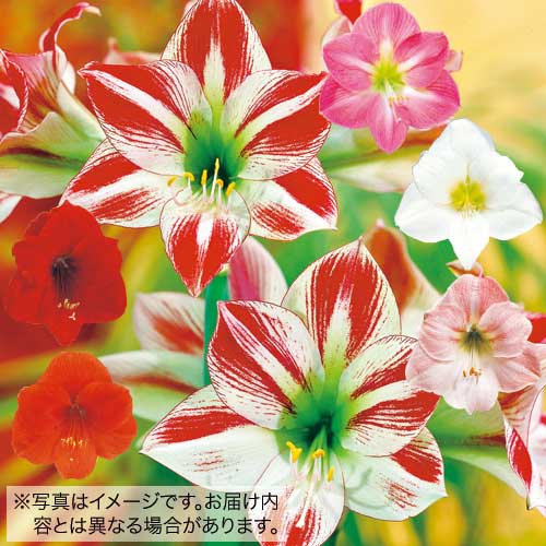 タキイ種苗 球根 ポット植えアマリリス6種 セット Umu Ac Ug