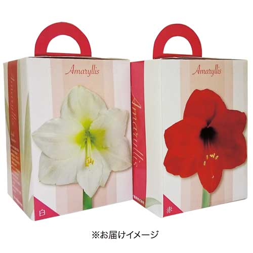 タキイ種苗 球根 ポット植えアマリリス6種 セット M Andapt Com