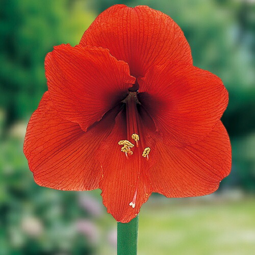 楽天市場】【現品発M3028】ジャンボアマリリス カリスマ 6号