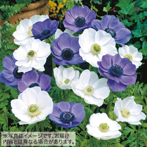 タキイ種苗 球根 ブルー ポピー咲きアネモネ