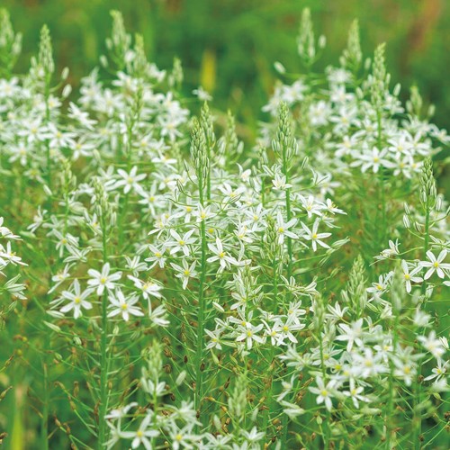 楽天市場】球根 オーニソガラム ヌタンス 福花園 5球 fke : フラワー