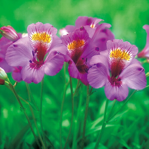 信州産　アルストメリア・藤袴・銀貨草・黄色の小花　joy様のご確認用です♪ 信州産 アルストメリア・藤袴・銀貨草・黄色の小花 joy様のご