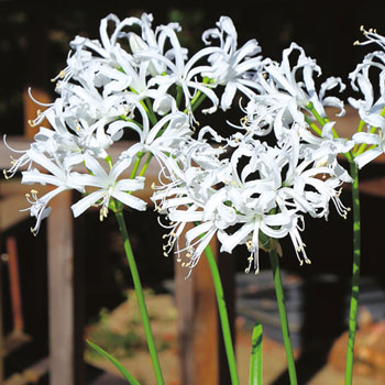 楽天市場】快適生活 国内一律送料無料（離島含む）ダイヤモンドリリー