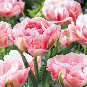 楽天市場】秋植え球根 チューリップ マリアージュ 球根 5球 春が楽しみ