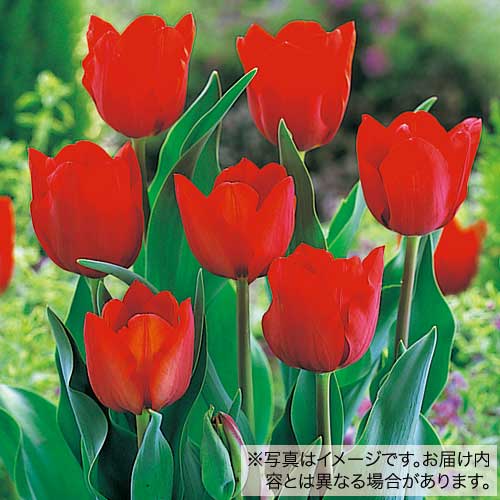 市場 タキイ種苗 50球詰め チューリップ 球根