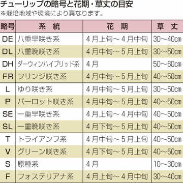 楽天市場 タキイ種苗 球根 原種系チューリップ ガーデンオブクルシウス タネのタキイ 楽天市場店 楽天市場 タキイ種苗 球根 原種系チューリップ ガーデンオブクルシウス タネのタキイ 楽天市場店