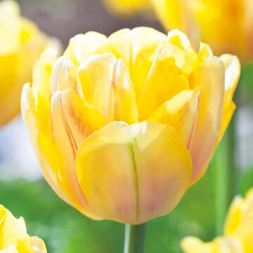 チューリップ マリアージュ 5球入 tulip_mari2.jpg