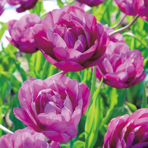 楽天市場】秋植え球根 チューリップ マリアージュ 球根 5球 春が楽しみ