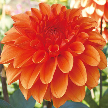 楽天市場】【予約】球根 中輪咲きダリア・レッドベリル 1球【タキイ