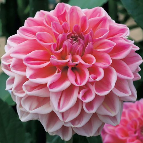 楽天市場】【花球根】秋田の美しいダリアコレクション ダリア大輪咲