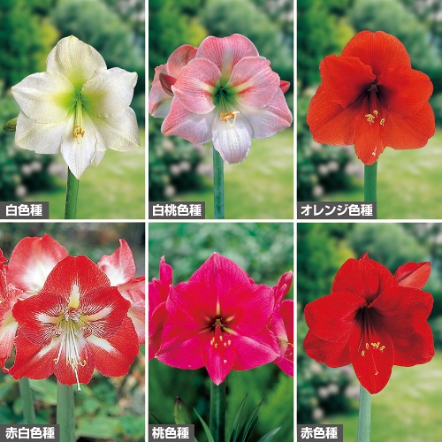 【取って置く】鱗茎 ポット植えアマリリス6種 書き割り  1組【タキイ種苗堅苦しさ】秋植え