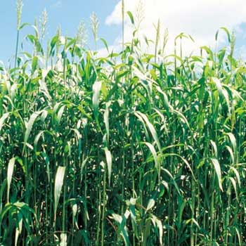 楽天市場】【緑肥（ソルガム）】緑肥用ソルゴー【タキイ種苗】（60ml