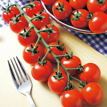 楽天市場】オレンジ千果 ミニトマト 16粒 農水省登録品種(品種名