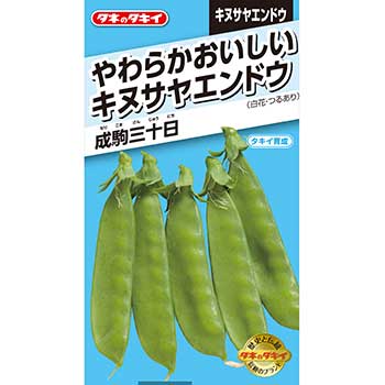 楽天市場 タキイ種苗 野菜 種子 アイスプラント タネのタキイ 楽天市場店