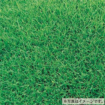 種 バミューダグラス・リオ（コート種子） 1kg【タキイ種苗公式】｜タネのタキイ　店