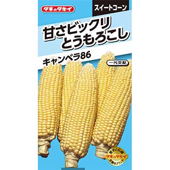 楽天市場 タキイ種苗 野菜 種子 甘さビックリとうもろこしキャンベラ８６ タネのタキイ 楽天市場店