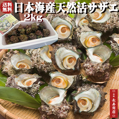 日本海産 天然活サザエ2kg 天然サザエ 新鮮サザエ 生きたまま発送 丹後 バーベキュー 約個 クール冷蔵便 京都