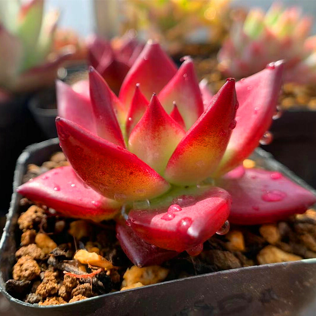 楽天市場 農園直売 多肉植物 寄せ植え エケベリア属 ロメオルビンｘコロラータ 新品種 美苗 超レア 抜き苗 観葉植物 インテリア 多肉専門verve