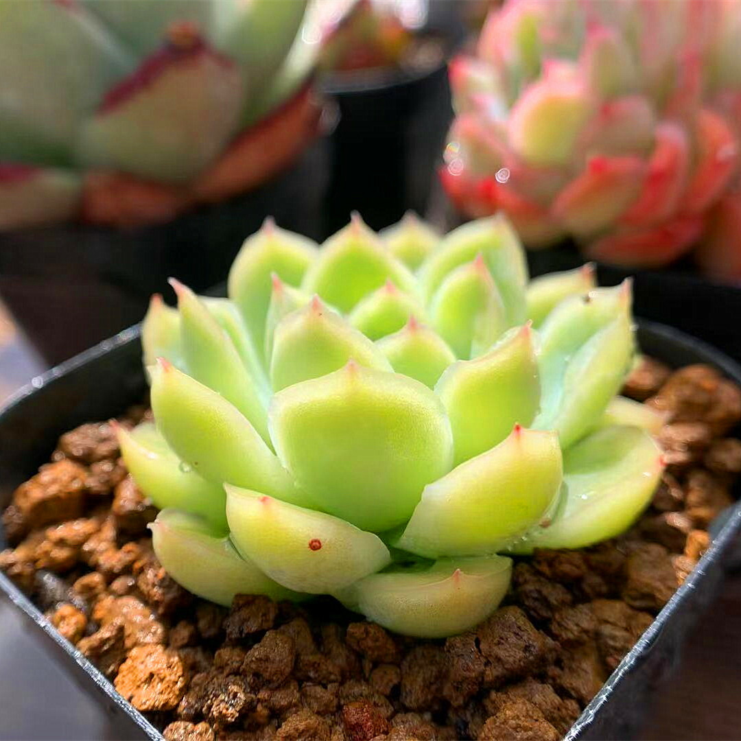 楽天市場 農園直売 多肉植物 寄せ植え エケベリア属 ストロベリーアイス 人気 抜き苗 観葉植物 インテリア 多肉専門verve