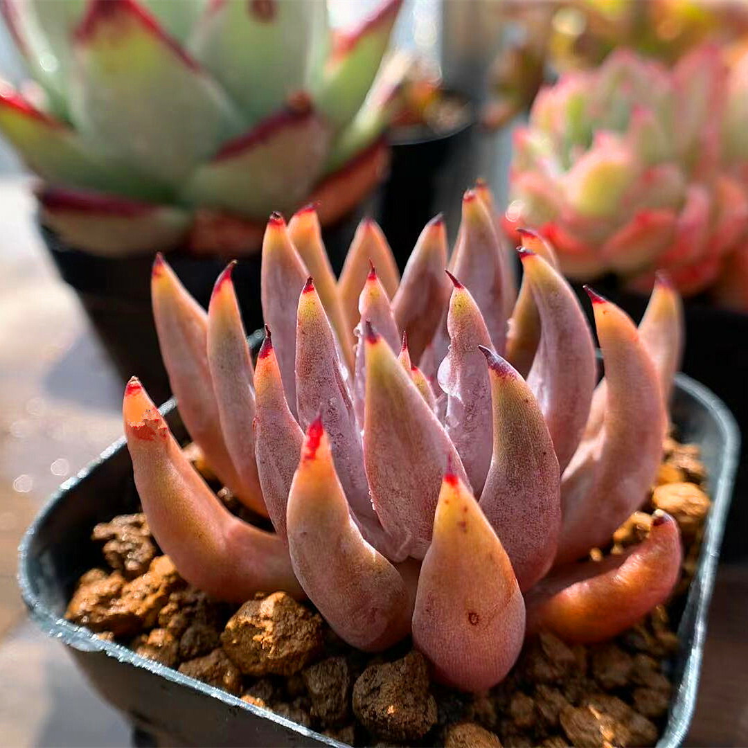 楽天市場 農園直売 多肉植物 寄せ植え エケベリア属 アンギキュラータ 希少ウォーターマーク付き 抜き苗 観葉植物 インテリア 多肉専門verve