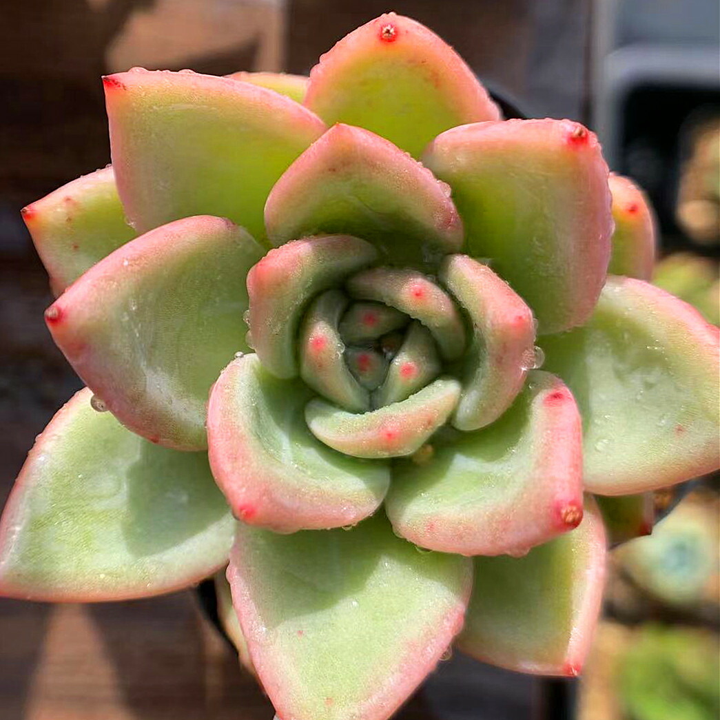 楽天市場 農園直売 多肉植物 寄せ植え エケベリア属 シャンペーン 大 美苗 ウォーターマーク付き 抜き苗 観葉植物 インテリア 多肉専門verve